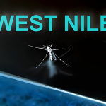 West Nile in Italia: 432 casi e 17 decessi, nuovo bollettino ISS